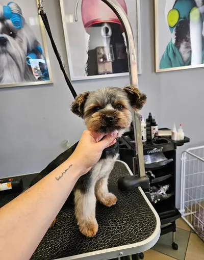 Usługi groomerskie, strzyżenie psów - Dominika Kamińska
